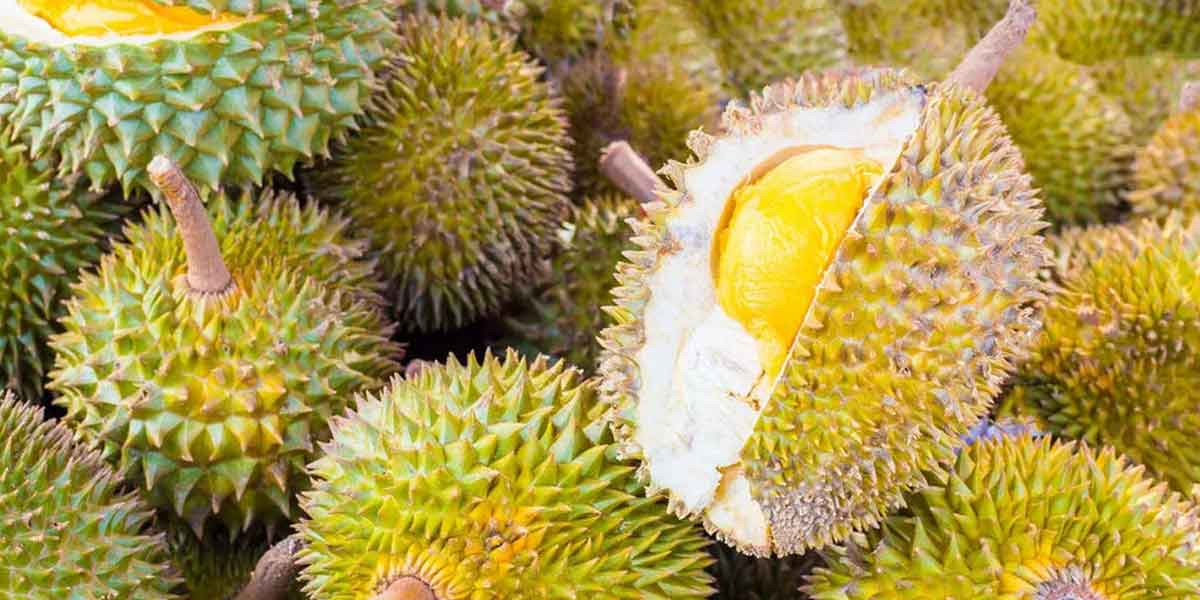 Pulau Pinang kembali berpesta durian