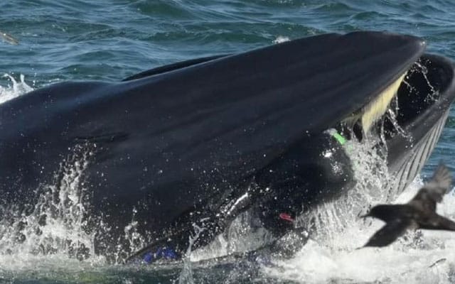 Aksi cemas penyelam ditelan ikan paus