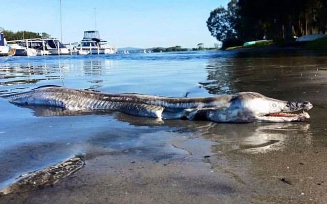 Penduduk Australia terkejut muncul ikan separuh buaya separuh ikan lumba-lumba di pantai