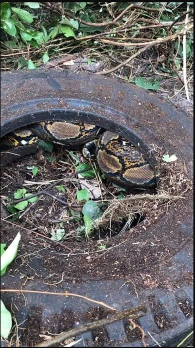 Penduduk kg di Kelantan dikejutkan dengan penemuan ular sawa 100kg dalam tayar lori terpakai