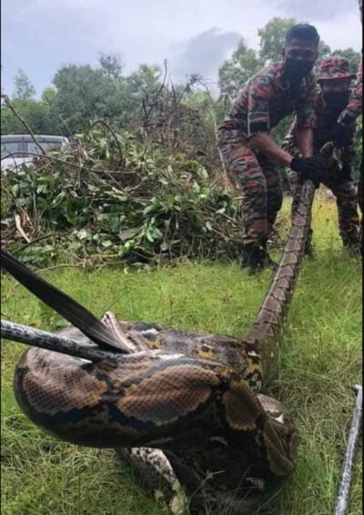 Penduduk kg di Kelantan dikejutkan dengan penemuan ular sawa 100kg dalam tayar lori terpakai