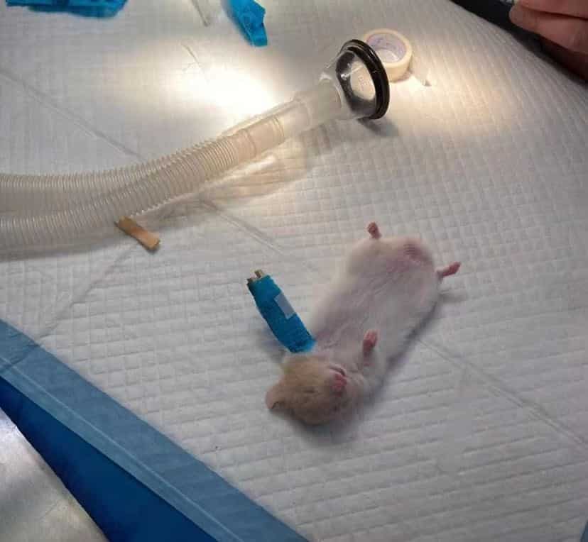 Cedera gaduh dengan kucing, kos rawatan hamster ini cecah ribuan ringgit