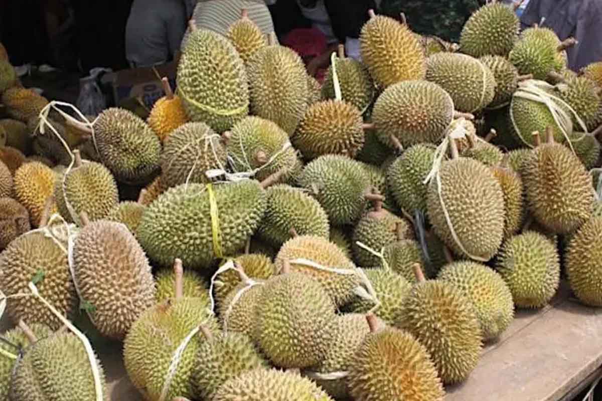 30 tan durian tembaga dijual pada harga rendah di Seremban