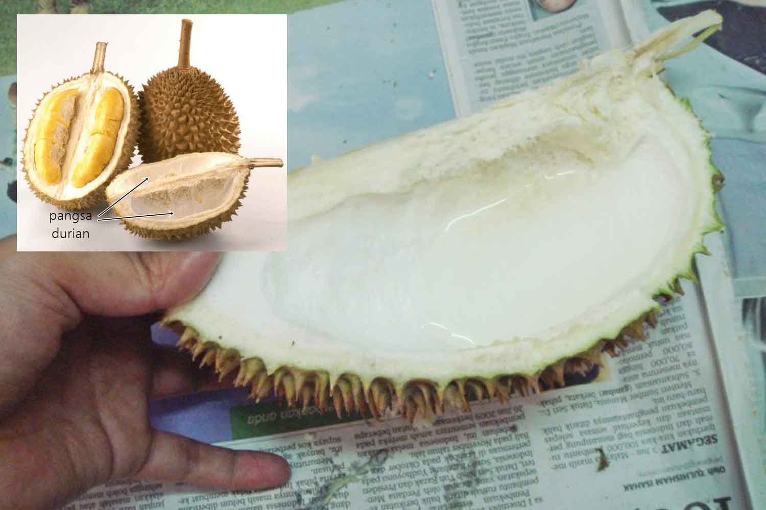 Pesan 'orang lama' minum air pangsa lepas makan durian, ini penjelasan pakar