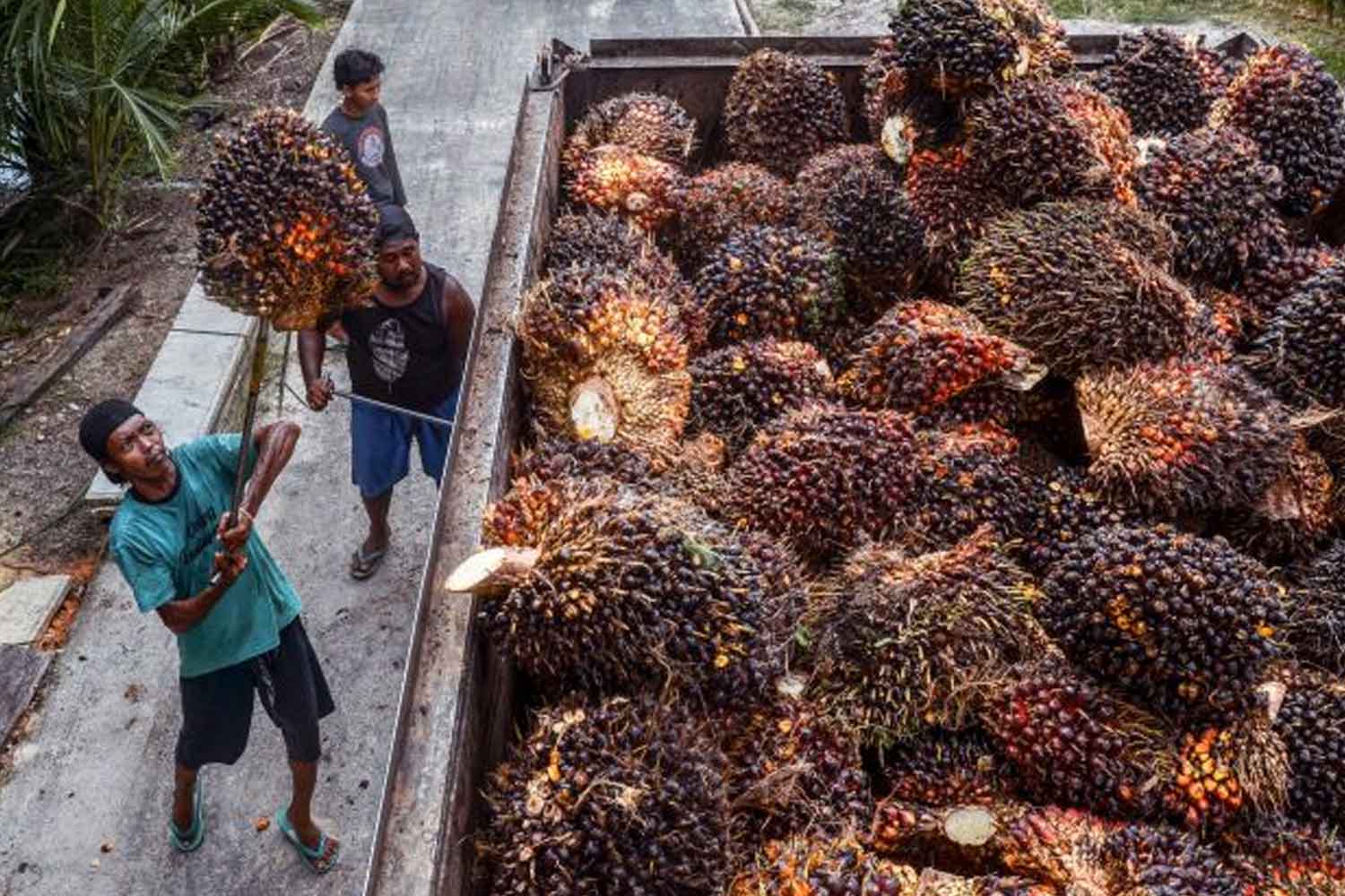 Pekebun sawit Malaysia terkesan dengan sekatan diperkenal Indonesia