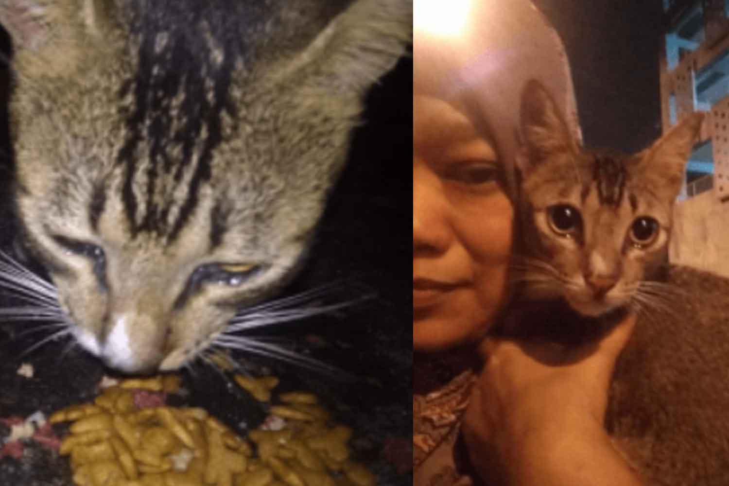 Kucing nangis terharu setelah diberi makanan oleh manusia